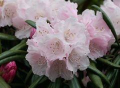 R.yakushimanum A.O. form